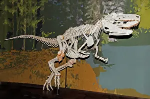 Bipedal: Appalachiosaurus