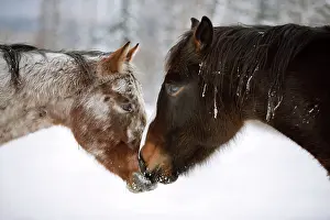 Appaloosa: Appaloosa and black Quarterhorse Draft at winter