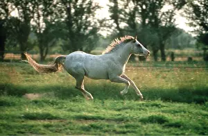 Trotting: APPALOOSA HORSE - GALLOPING