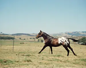 Trotting: APPALOOSA HORSE - running