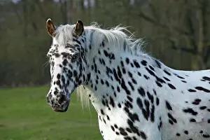 Equids: Appaloosa horse, spotted coat, portrait