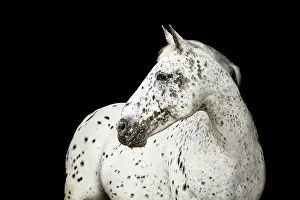 Appaloosa: Appaloosa-Mix, horse