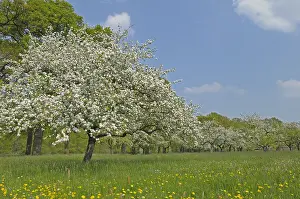 Boom: Appelboomgaard - hoogstam