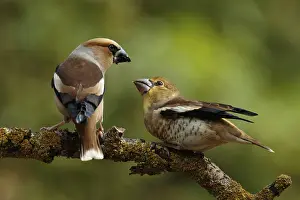 Vine: Appelvink man voert een appelvink jong