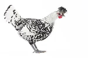 Appenzeller: Appenzeller Chicken