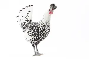 Appenzeller: Appenzeller Chicken