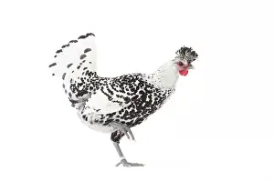 Cockerel: Appenzeller Chicken