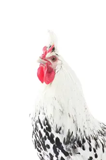 Appenzeller: Appenzeller Chicken Cockerel / Rooster