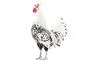 Appenzeller: Appenzeller Chicken Cockerel / Rooster