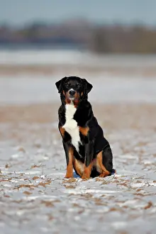 Appenzeller: Appenzeller Mountain Dog (Canis lupus familiaris)