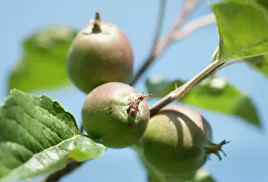 Winston: Apple, Apple winston, Malus domestica Winston