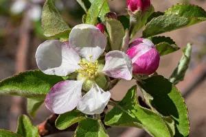 Apple: Apple bloom