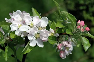 Pumila: APPLE Blossom