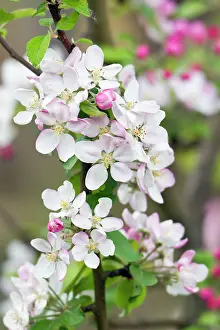 Detailed: Apple Blossom - detailed study of blossom