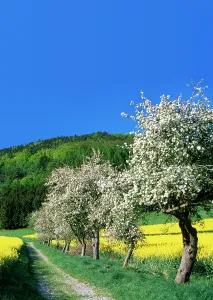 Footpaths: Apple Blossom - and oil-seed rape (Brassica napus)