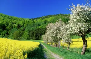 Footpaths: APPLE Blossom - and oil-seed rape (Brassica napus)