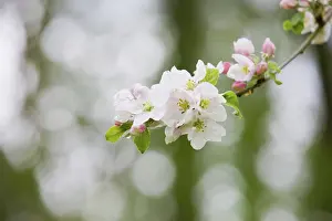 Grow: Apple Blossom - Spring