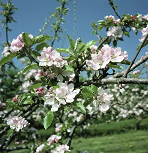 Orchards: Apple blossoms