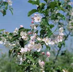 Delicious: Apple blossoms in France