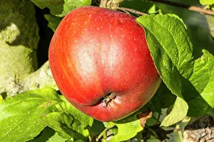 Ancient: Apple Calville de Pays d'IsA re, Malus domestica