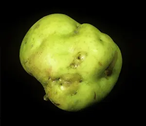 Capsid: Apple Capsid Damage