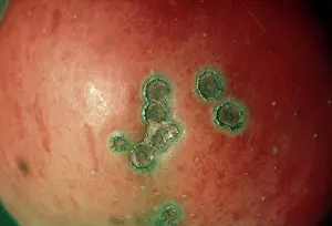 Orchards: Apple capsid damage