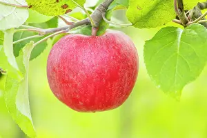 Ancient: Apple Carabille, Malus domestica Carabille, fruit