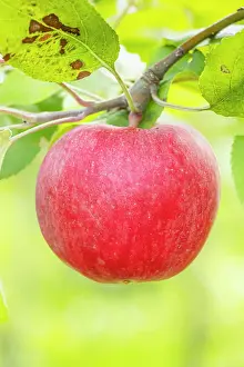 Ancient: Apple Carabille, Malus domestica Carabille, fruit