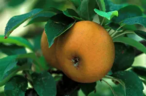 Russet: Apple - Egremont Russet