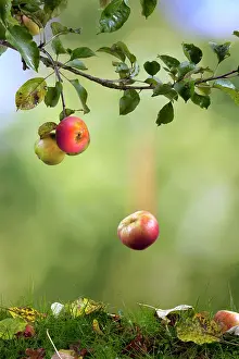 Dropping: Apple falling from tree