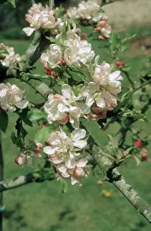 Communis: Apple flowers