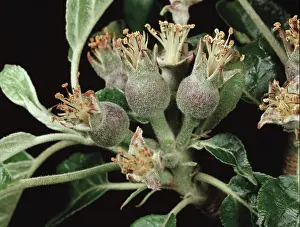 Calyx: Apple fruitlets forming