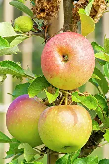 Apple: Apple James Grieve, Malus domestica James Grieve, fruits