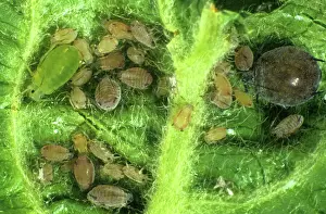 Aphis: Apple leaf curling aphids and apple aphids