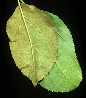 Mite: Apple leaf damage