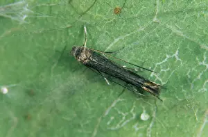 Lyonetiidae: Apple leaf miner