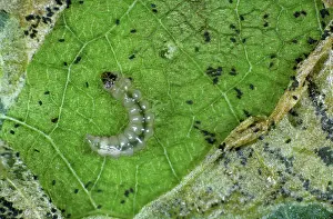Leafminer: Apple leaf miner caterpillar