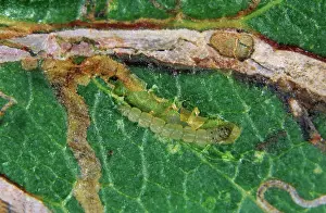 Lyonetiidae: Apple leaf miner caterpillar