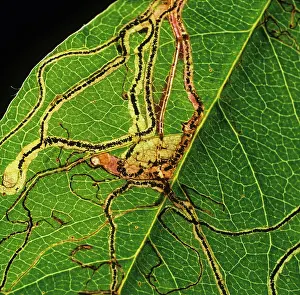 Mines: Apple leaf miner (Lyonetia clerkella)