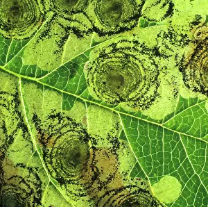 Mines: Apple leaf miner mines