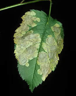 Mines: Apple Leaf Miner Mines
