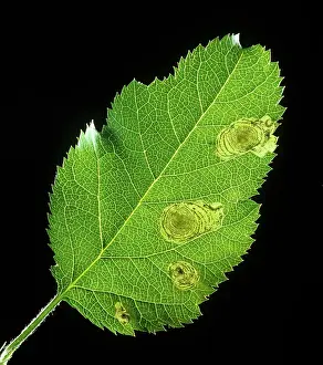 Mines: Apple Leaf Miner Mines