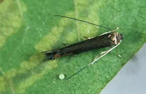 Mines: Apple Leaf Miner Mines