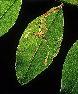 Mines: Apple leaf miner mines