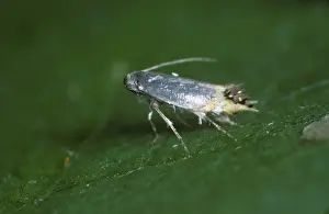 Micro: Apple leaf miner moth