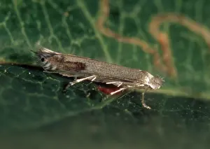 Micro: Apple leaf miner moth