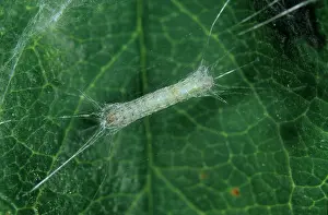 Lyonetiidae: Apple leaf miner pupa