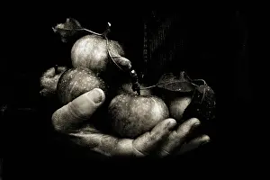 Windfall: Apple