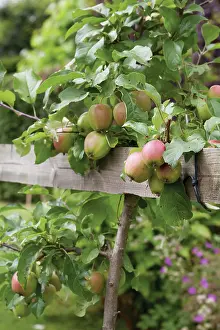 Strengthen: Apple