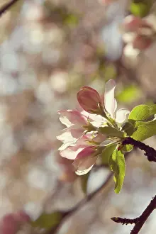 Eastertide: Apple